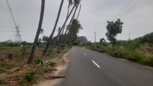 விக்கிரமங்கலம் செக்கானூரணி சாலையில் உள்ள பட்டுப்போன மரங்களை அகற்ற பள்ளி மாணவர்கள் கோரிக்கை…