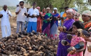 வத்திராயிருப்பு அருகே, தம்பிபட்டி கண்மாய் பகுதியில், அழிந்து வரும் பனையை பாதுகாக்க கண்மாயில் ஆயிரம் பனை விதை நடும் பணி…