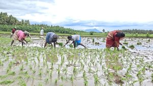 வாடிப்பட்டி பகுதியில், கிணற்று பாசனம் மூலம்நெல் நடவுப் பணியைத் தொடங்கிய விவசாயிகள்! பாடல்களைப் பாடி குலவையிட்டு நெல் நடவு செய்தனர்…